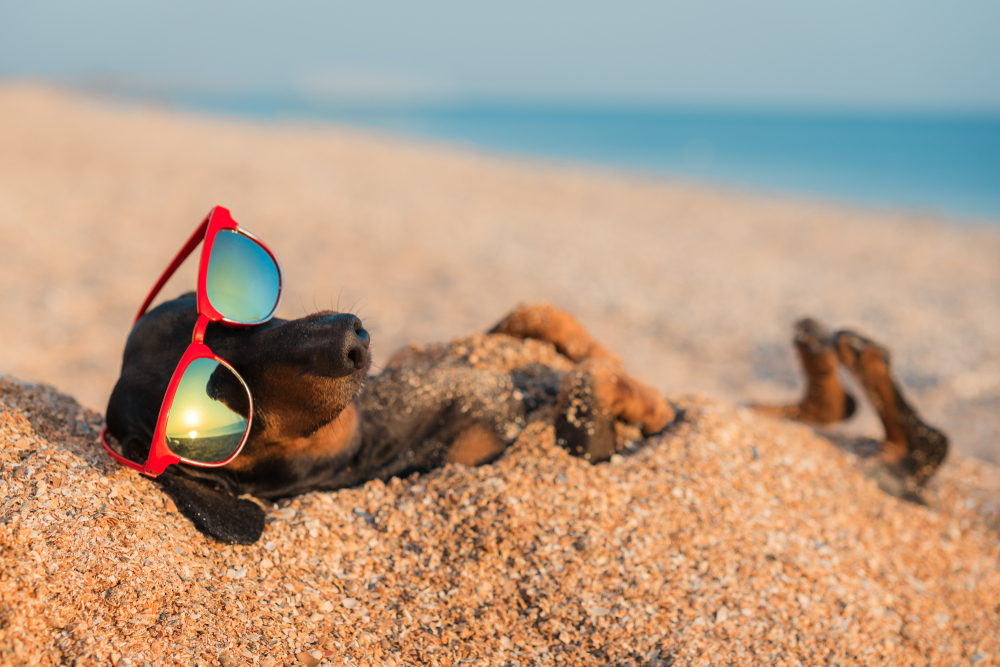 dog on the beach